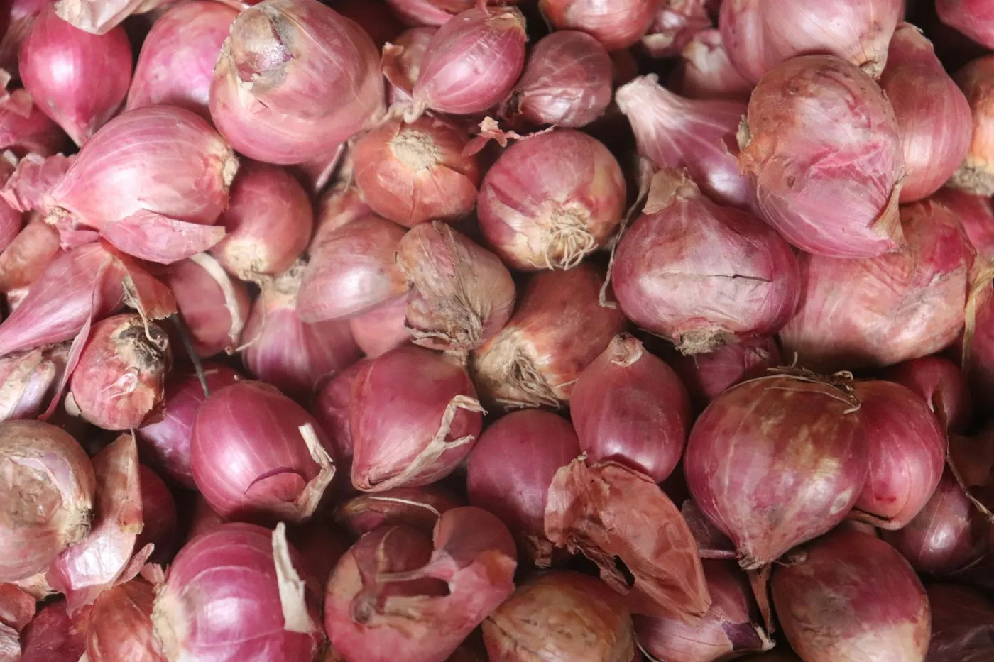 Shallot