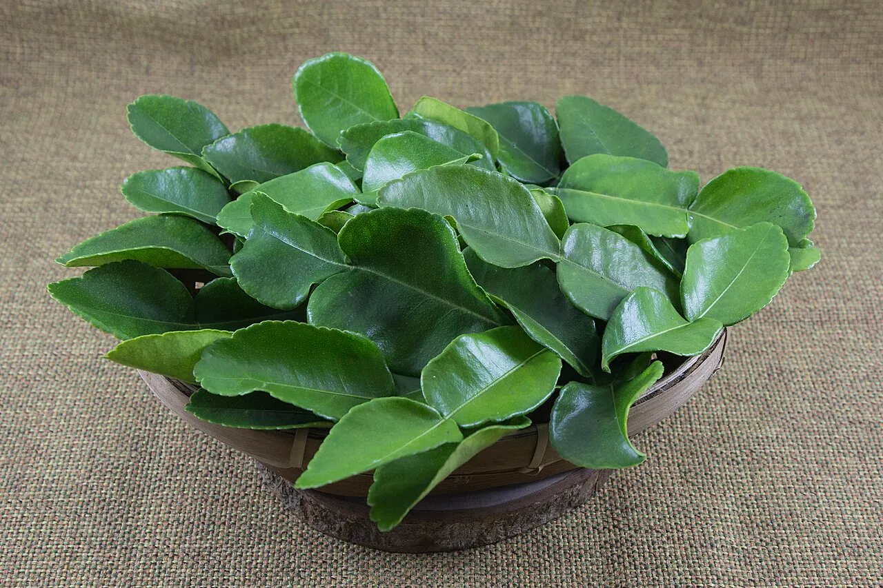 Kaffir Lime Leaf