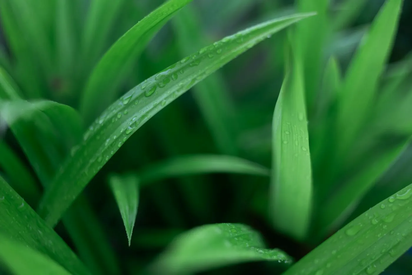 Pandan Leaf