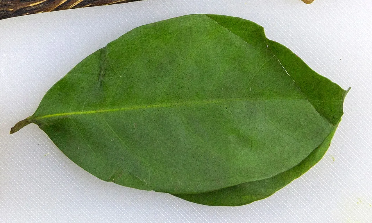 Indonesian Bay Leaf (Salam)