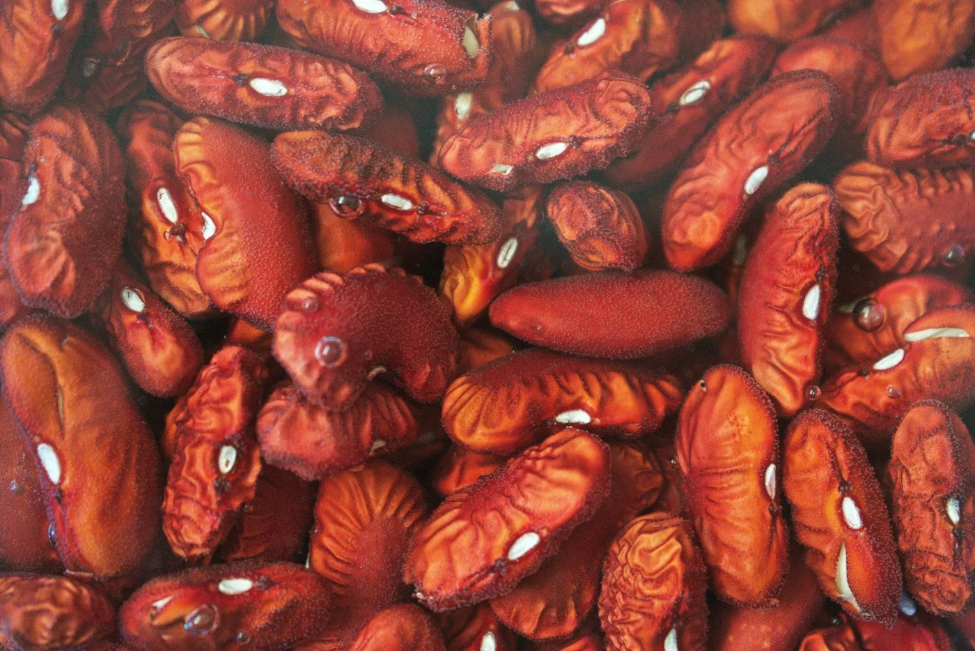 Red Bean