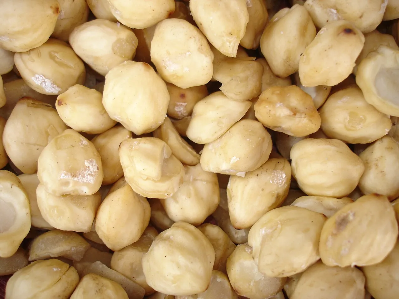Candlenut