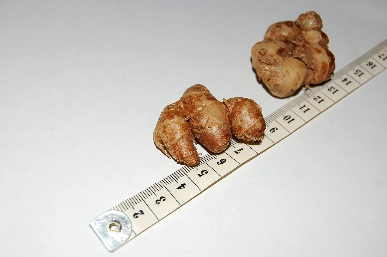 Aromatic ginger (kencur)