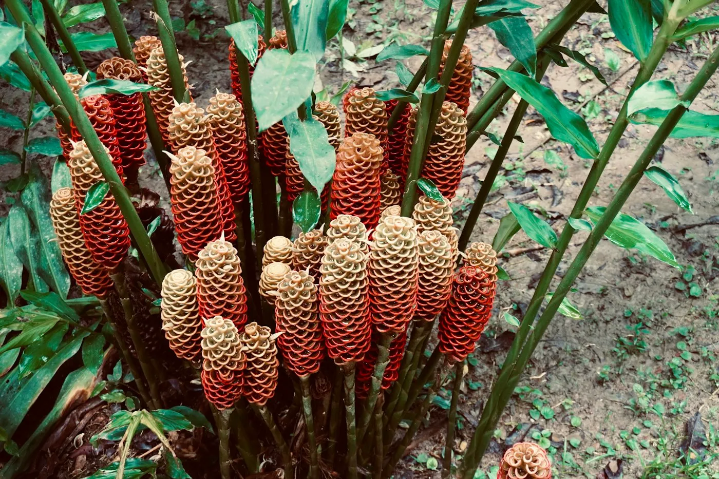 Bitter ginger (lempuyang)