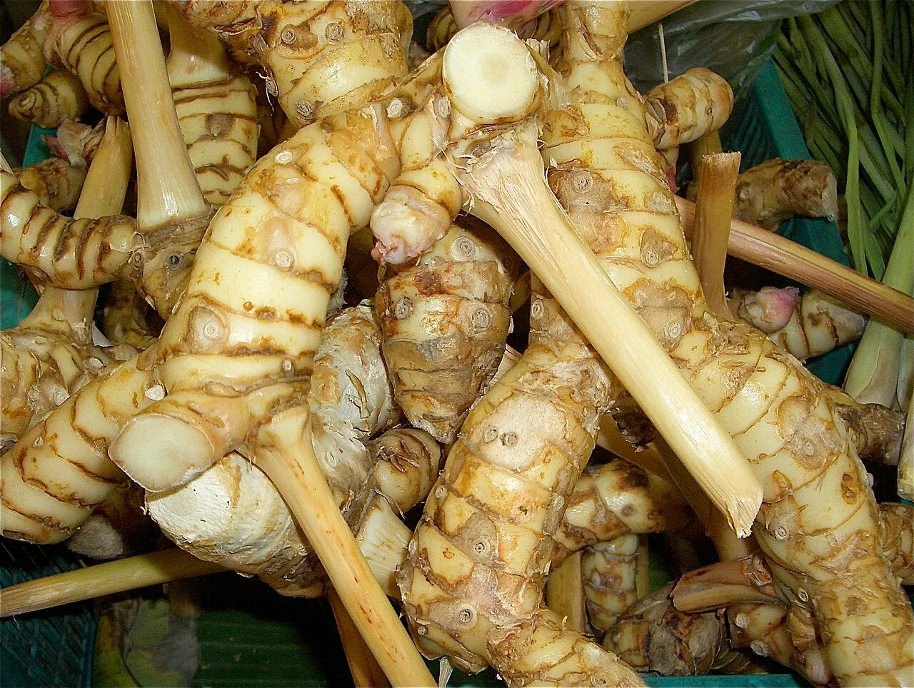 Galangal